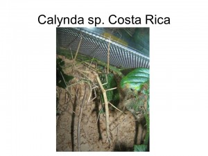 Calynda sp. costa rica